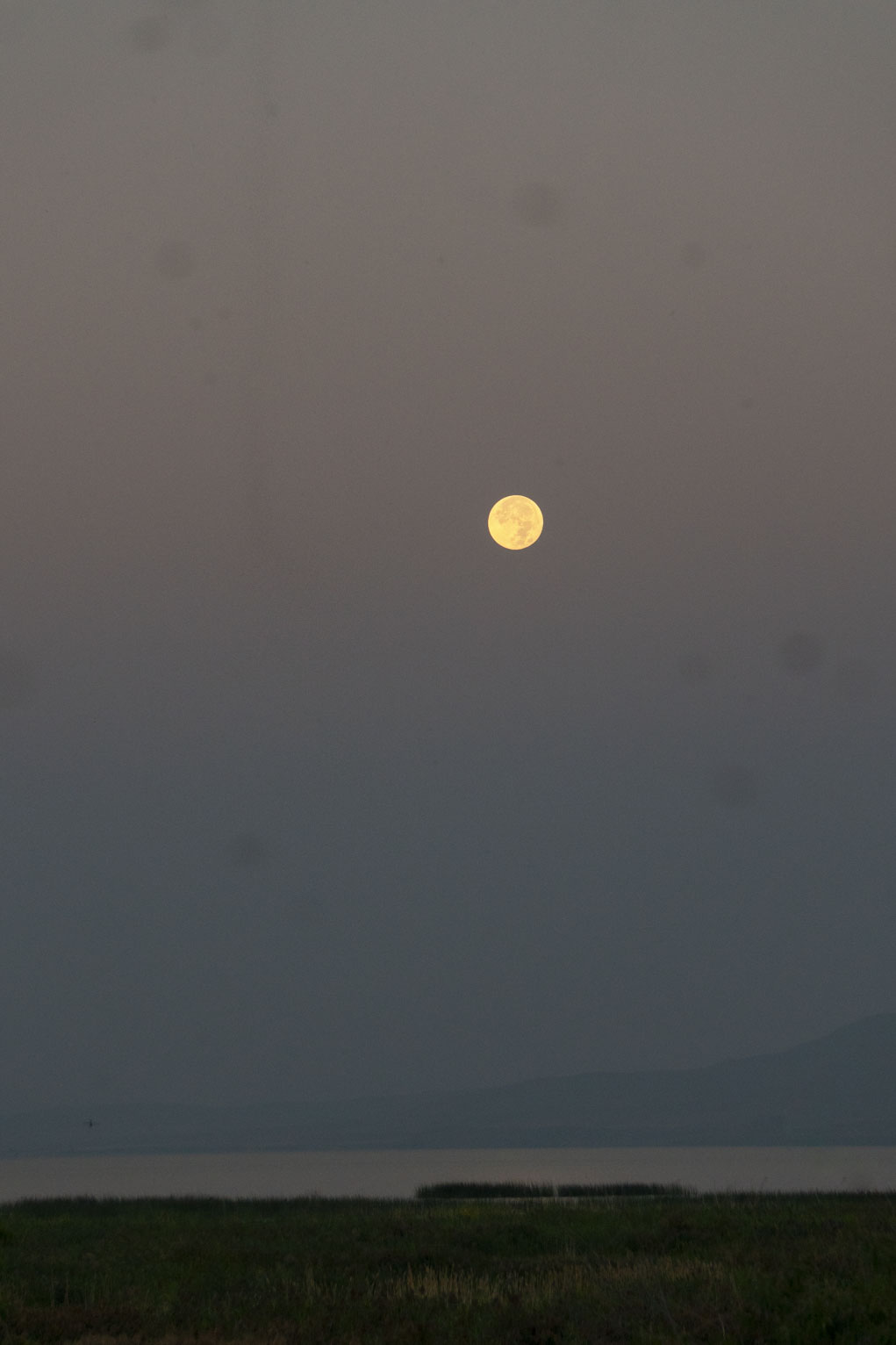 The full moon sets in the dawn sky accompanied by a whirling tower of bugs